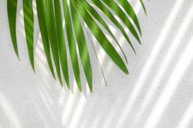 Gölgelerin soyut arka plan dokusu beton üzerinde palmiye yaprakları