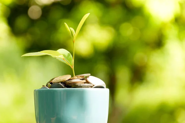 save money for investment concept. plant growing out of coins