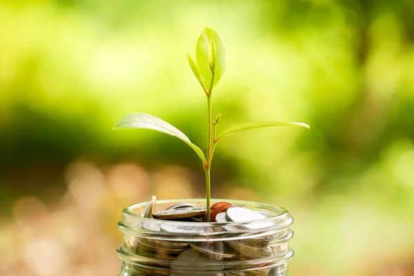 Economizar dinheiro para o conceito de investimento. planta que cresce a partir de moedas — Fotografia de Stock