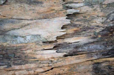 tasarım için grunge ahşap tahta Doku arka plan