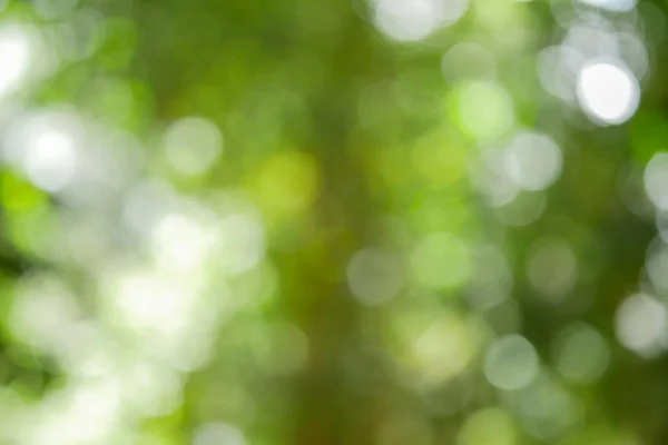 Solig abstrakt grön natur bakgrund, Blur Park med bokeh lig — Stockfoto