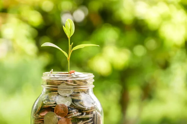 Risparmiare denaro per il concetto di investimento. pianta che cresce dalle monete — Foto Stock
