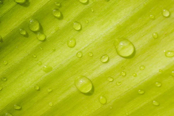 Wassertropfen auf den Blättern. Hintergrund der grünen Natur — Stockfoto