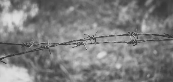 Barbed wire. Barbed wire on fence to feel worrying Concept