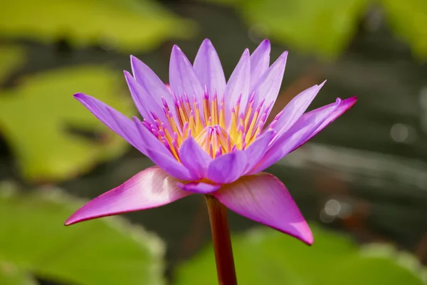 Beautiful pink water lily or lotus flower in pond — Stock Photo, Image
