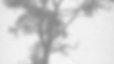 Gölgelerin soyut arka plan dokusu beton bir duvara yaprakları