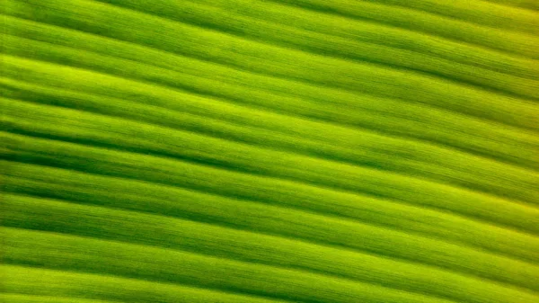 Frische grüne Blatttextur Hintergrund der Banane — Stockfoto