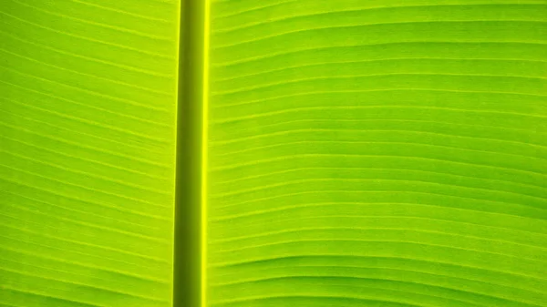 Frische grüne Blatttextur Hintergrund der Banane — Stockfoto