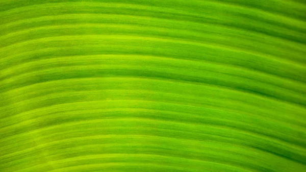Fresco verde Folha textura fundo de banana — Fotografia de Stock