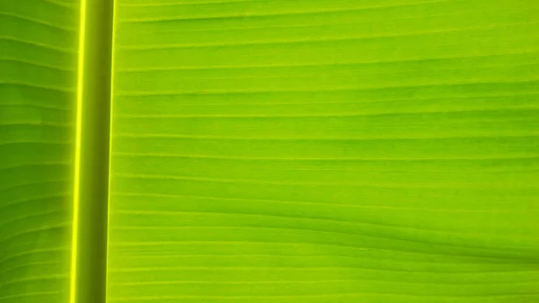 Fresco verde foglia texture sfondo di banana — Foto Stock