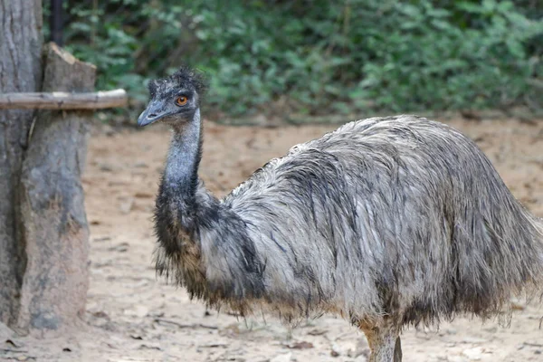 close up of an emu head, The emu is the second-largest living bird by height, after its ratite relative, the ostrich ,Portrait of Australian Emu