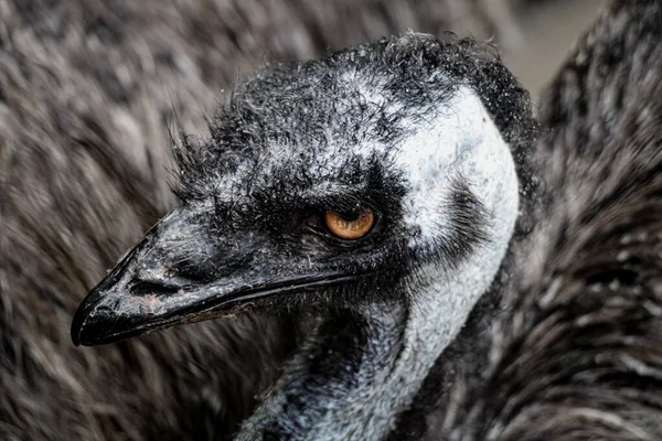 Close Van Een Emu Hoofd Emu Tweede Grootste Levende Vogel — Stockfoto