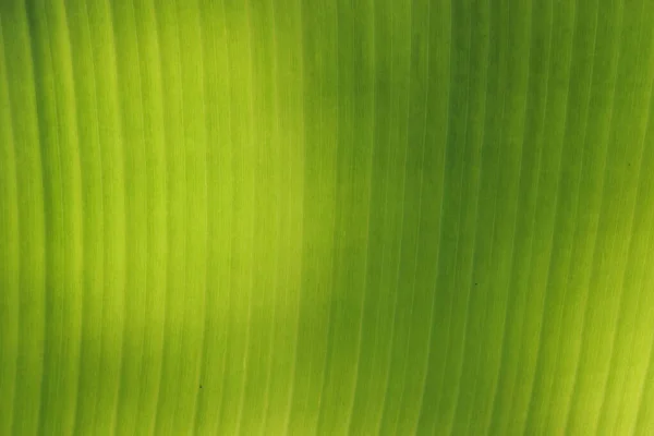 Frische Grüne Blatttextur Hintergrund Der Banane — Stockfoto