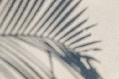 Beton duvardaki gölge yaprağının soyut arkaplan dokusu