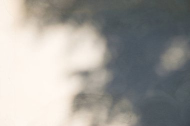 Beton duvardaki gölge yaprağının soyut arkaplan dokusu