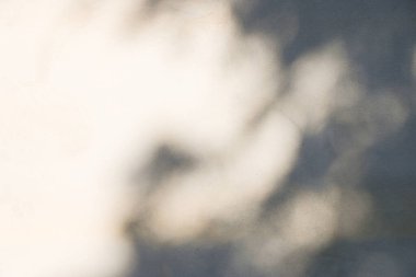 Beton duvardaki gölge yaprağının soyut arkaplan dokusu