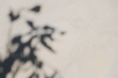 Beton duvardaki gölge yaprağının soyut arkaplan dokusu