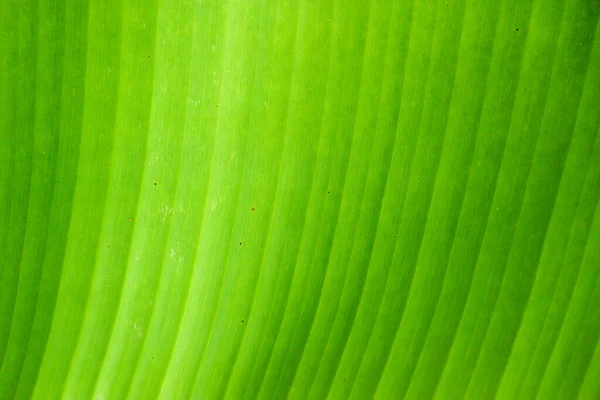 Fris Groen Bladtextuur Achtergrond Van Bananen — Stockfoto