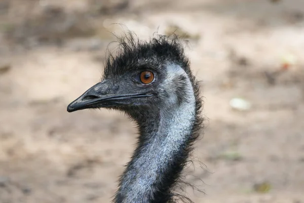 Közeli Egy Emu Fej Emu Második Legnagyobb Élő Madár Magasságban — Stock Fotó