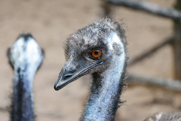 Közeli Egy Emu Fej Emu Második Legnagyobb Élő Madár Magasságban — Stock Fotó