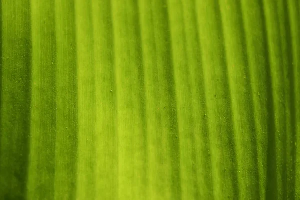 Fresco Verde Foglia Texture Sfondo Banana — Foto Stock