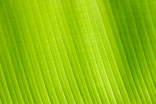 新鮮な緑の葉のテクスチャバナナの背景 — ストック写真