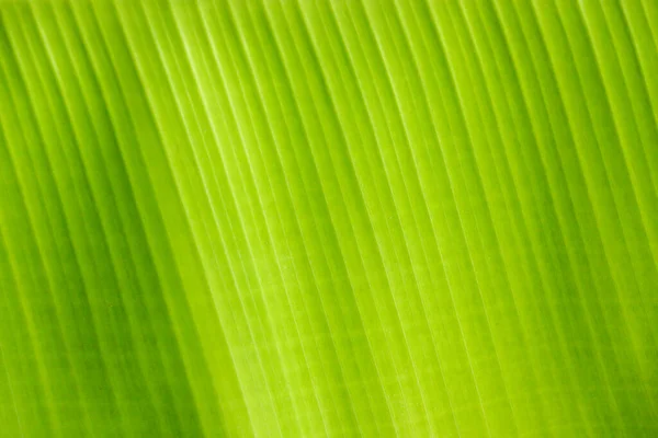 Frische Grüne Blatttextur Hintergrund Der Banane — Stockfoto