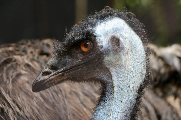 Emuの頭の近く Emuは高さで2番目に大きい生きている鳥です その比率の相対的な後 ダチョウ オーストラリアのEmuの肖像 — ストック写真