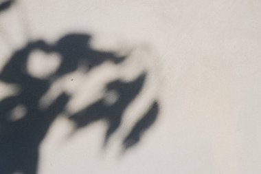 Beton duvardaki gölge yaprağının soyut arkaplan dokusu