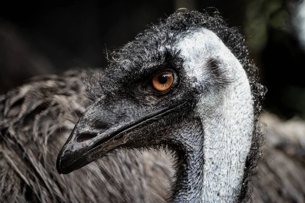 Närbild Emu Huvud Emu Den Näst Största Levande Fågel Genom — Stockfoto