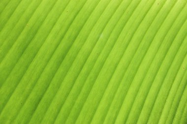 Muzun taze yeşil yaprak dokusu