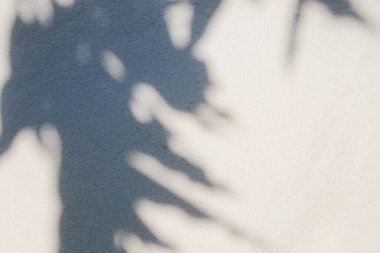 Beton duvardaki gölge yaprağının soyut arkaplan dokusu