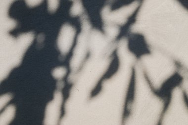 Beton duvardaki gölge yaprağının soyut arkaplan dokusu