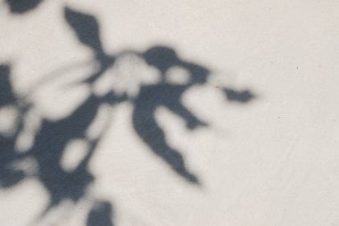 Beton duvardaki gölge yaprağının soyut arkaplan dokusu