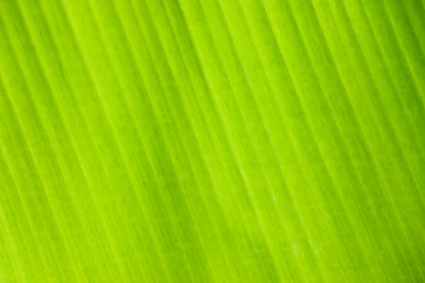 Friss Zöld Levél Textúra Háttér Banán — Stock Fotó