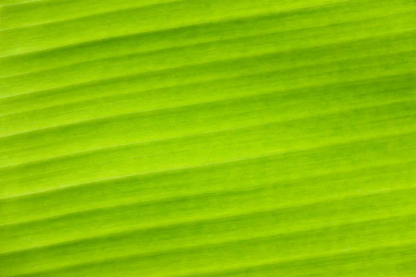 Fresco Verde Folha Textura Fundo Banana — Fotografia de Stock