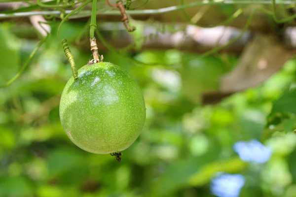 Passionsfrukt Gård Massor Och Fräsch Passionsfrukt Trädet — Stockfoto