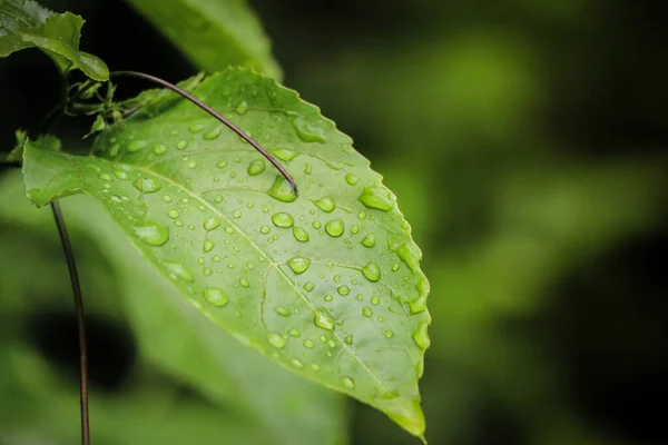 Druppels Water Bladeren Groene Natuur Achtergrond — Stockfoto