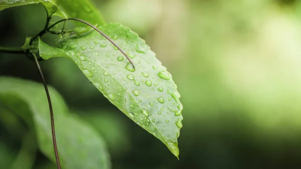 Krople Wody Liściach Zielone Tło Natury — Zdjęcie stockowe