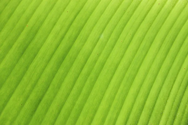 Frische Grüne Blatttextur Hintergrund Der Banane — Stockfoto