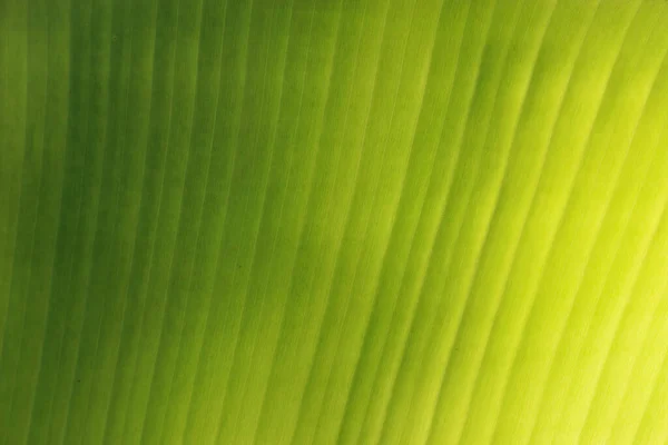 Fresco Verde Folha Textura Fundo Banana — Fotografia de Stock
