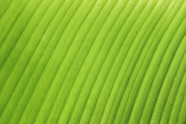 Hoja Verde Fresca Textura Fondo Plátano — Foto de Stock