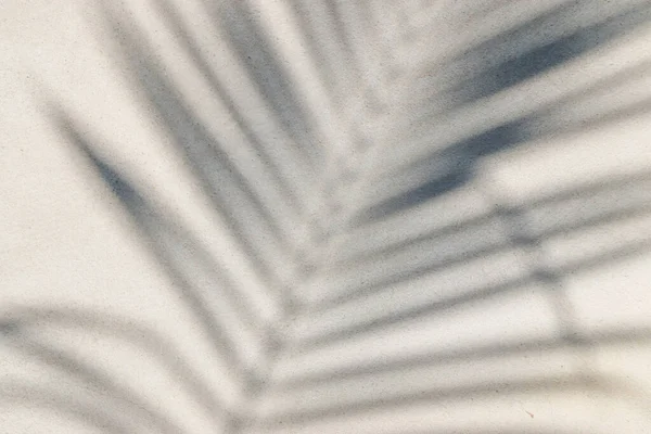 Абстрактний Фон Текстури Тіней Листя Бетонній Стіні — стокове фото
