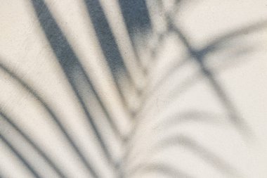 Beton duvardaki gölge yaprağının soyut arkaplan dokusu