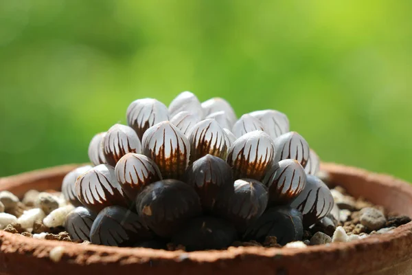 Planta Suculenta Cacto Estufa — Fotografia de Stock