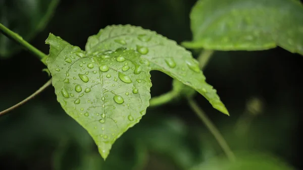 Капли Воды Листья Зеленый Фон Природы — стоковое фото