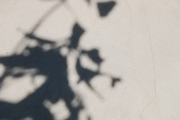 Αφηρημένη Υφή Φόντου Των Φύλλων Σκιών Ένα Τσιμεντένιο Τοίχο — Φωτογραφία Αρχείου