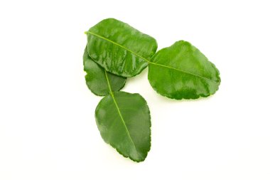 Beyaz arkaplanda Kaffir kireç yaprakları