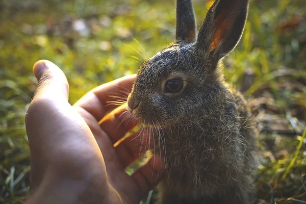 Krásná Malá Roztomilá Králičí — Stock fotografie