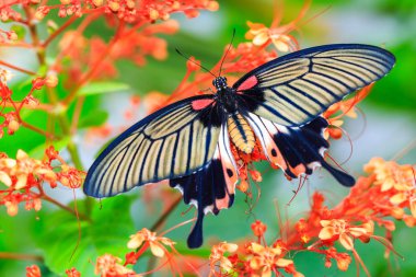 Kadın büyük Mormon (Papilio memnon) kelebek çiçek doğada, dorsal görünümü Kapat